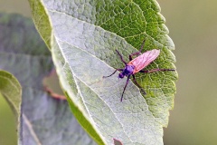 dagger fly [Empis opaca]