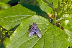 Common Bluebottle [Calliphora vicina]