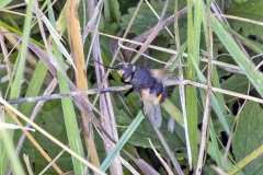 Fat-palped Tachinid [Nowickia ferox]