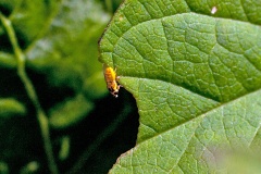 Yellow Swarming Fly [Thaumatomyia notata]