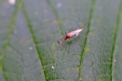house mosquito [Culex sp.]