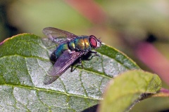 green bottle fly [Lucilia sp.]