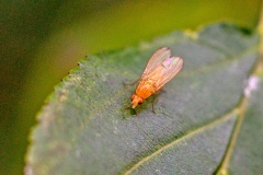 Lauxaniid fly [Tricholauxania praeusta?]
