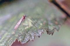 Banded Winter Gnat [Trichocera annulata]
