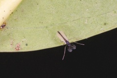 non-biting midge [unidentified]