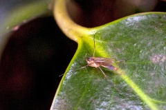 fungus gnat [unidentified]