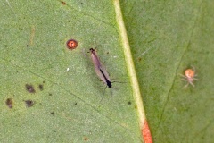 non-biting midge [unidentified]