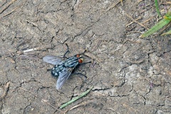 Common Flesh Fly [Sarcophaga carnaria?]