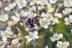 Lesser Dung Fly [Sepsis fulgens]