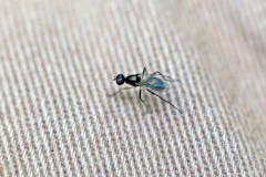 ensign fly [Nemopoda nitidula?]