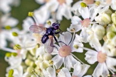 Common Splay-wing [Phania funesta]