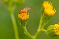 lauxaniid fly [Sapromyza quadricincta?]