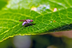 root-maggot fly [Anthomyia punctipennis?]