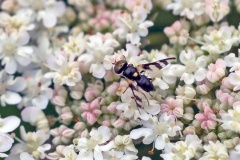 Knapweed Gall Fly [Urophora jacaena]