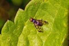 Three-spot Wingwaver [Herina nigrina]