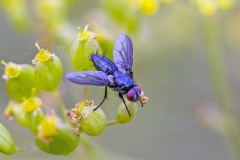 Dark-winged Flesh Fly [Nyctia halterata]