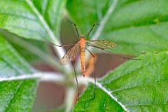 limonid cranefly [Limonia phragmitidis]