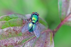 Common Greenbottle [Lucilia sericata?]