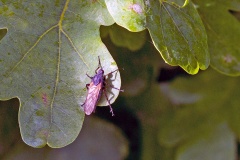 Common Dance Fly [Empis tessellata]