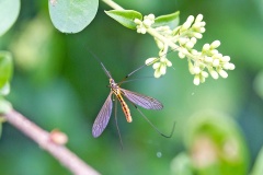 Tiger Cranefly [Nephrotoma flavescens]