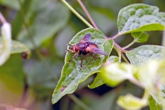 Common Tachinid [Tachina fera]