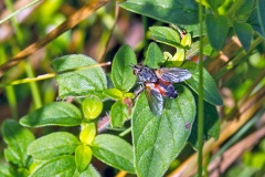 Red Spotted Parasite Fly [Eriothrix rufomaculata]