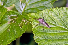 Kite-tailed Robberfly [Machimus atricapillus