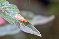Lauxaniid fly [Meiosimyza rorida?]