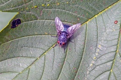 Common Bluebottle [Calliphora vicina]