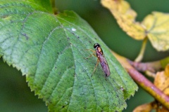 Twin-spot Centurion [Sargus bipunctatus]