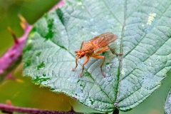 dung fly [Scathophaga sp.]