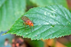 Hooded Dryomyza [Dryomyza anilis?]