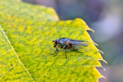 root-maggot fly [unidentified]