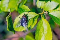 Common Bluebottle [Calliphora vicina]