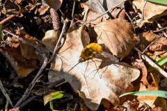 Dark-edged Bee-fly [Bombylius major]