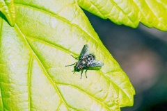 Woodland Lypha [Lypha dubia]