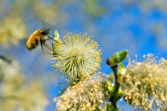 Dark-edged Bee-fly [Bombylius major]