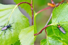 Orange Bibio [Bibio hortulanus]