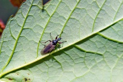 Variable Bibio [Bibio varipes]