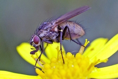 muscid fly [Helina reversio]