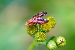 Large Ragwort Picturewing [Merzomyia westermanni]