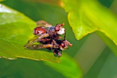 Plain-winged Spring Beegrabber [Myopa testacea]