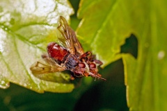 Plain-winged Spring Beegrabber [Myopa testacea]