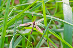 Common Crane Fly [Tipula oleracea]