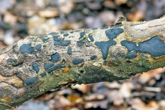 Common Tarcrust [Diatrype stigma ?]