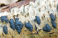 Birch Woodwart [Jackrogersella multiforme]