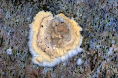 Wrinkled Crust [Phlebia radiata ?]