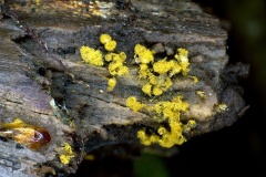 Scrambled Egg Slime [Fuligo septica ?]