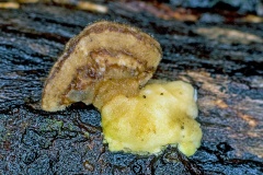 Hairy Curtain Crust [Stereum hirsutum ?]
