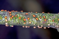 asexual stage of Coral Spot Fungus [Nectria cinnabarina ?]